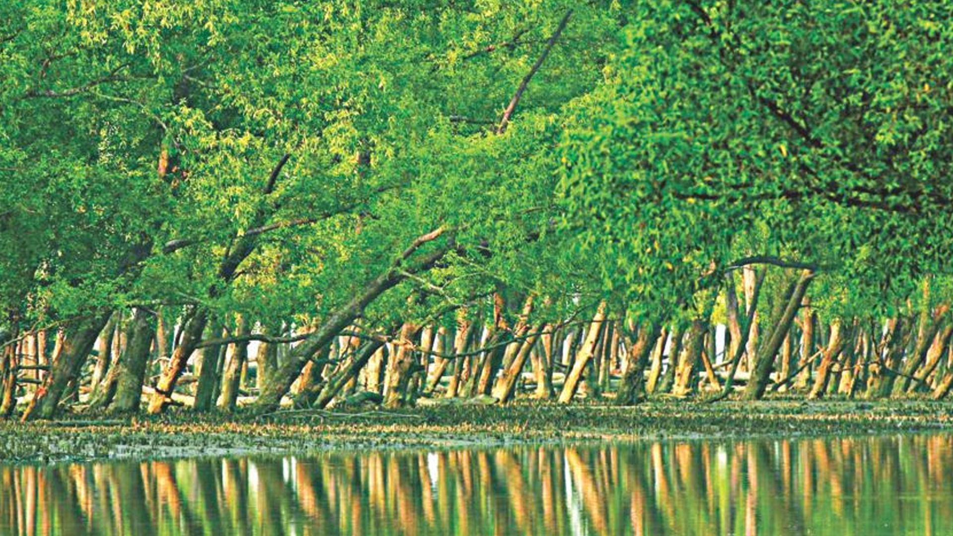 সুন্দরবনে বাঘের আক্রমণে জেলে আহত