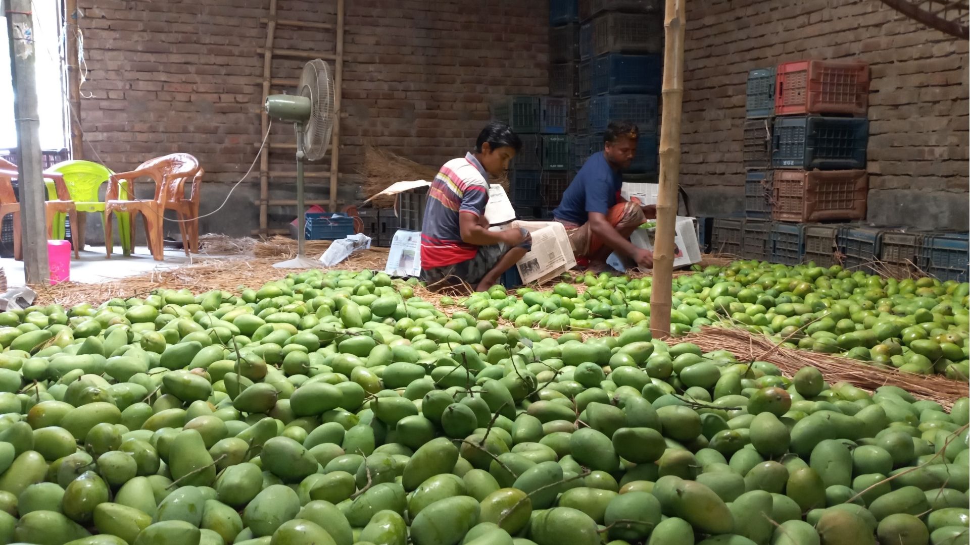 রাজশাহীতে গুটি আমের মণ ১০০০-১৪০০, গোপালভোগ ১৬০০ টাকা