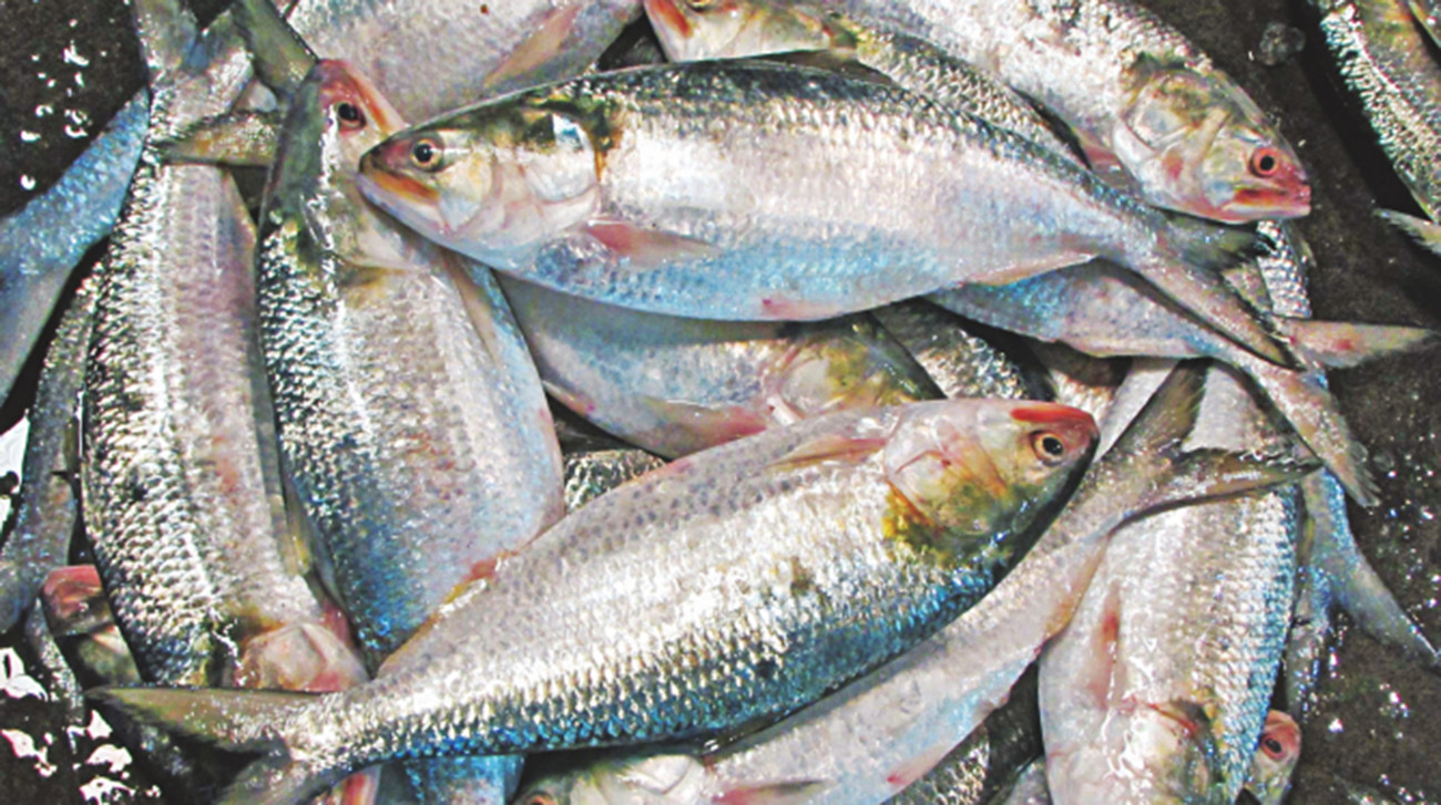 পুষ্টিগুণের রাজা ইলিশ