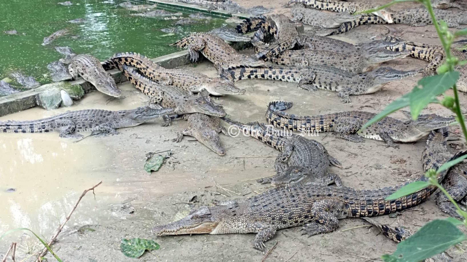 যেভাবে চলছে দেশের প্রথম বাণিজ্যিক কুমির খামার