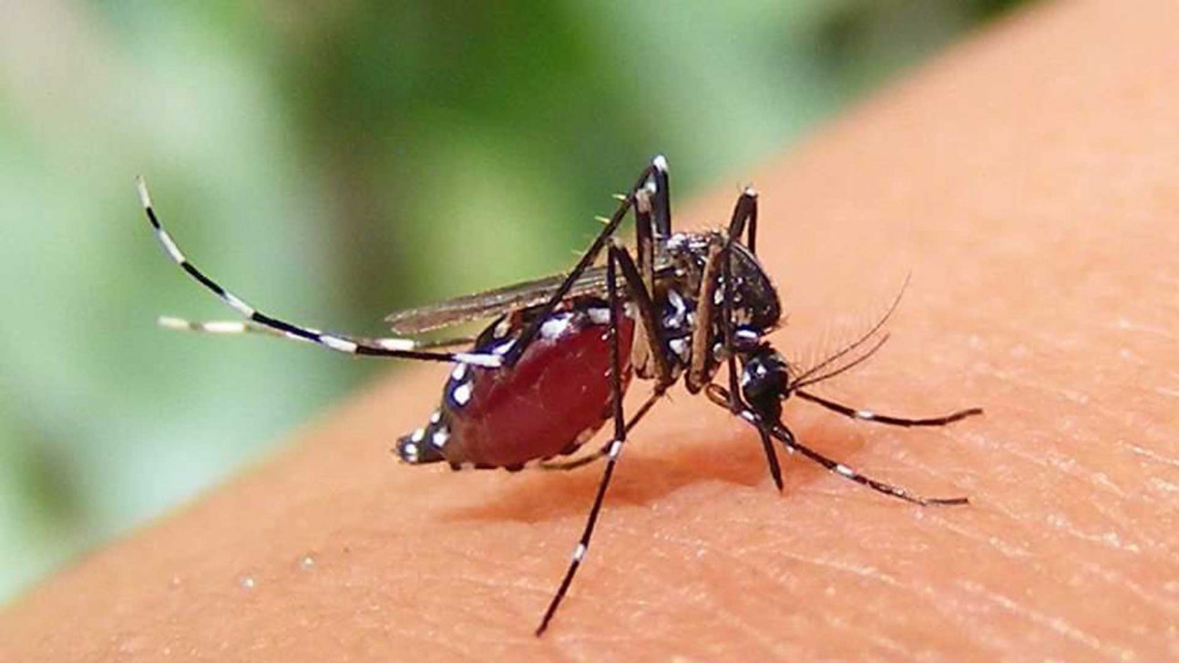 ডেঙ্গু: আজ ১৪ জনের মৃত্যু, হাসপাতালে ২১১৫