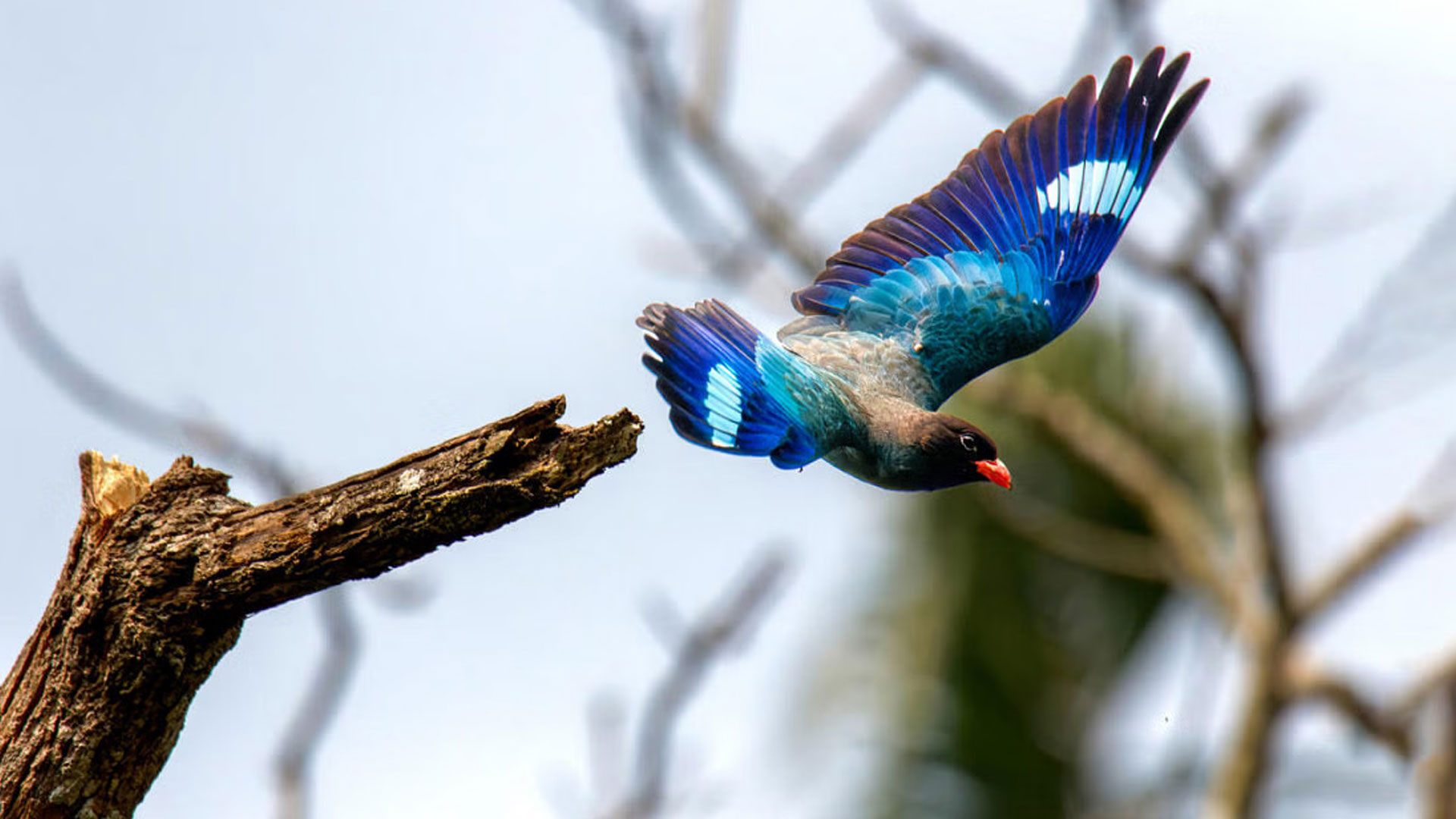 ‘রৌদ্রের আকাশে’ পাহাড়ি নীলকণ্ঠ