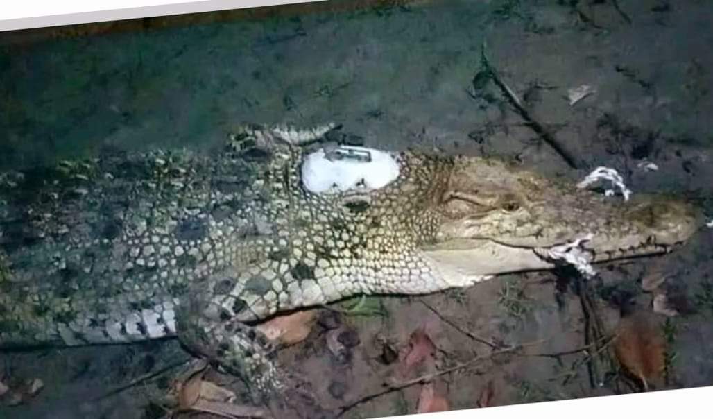 স্যাটেলাইট ট্যাগ লাগানো কুমির লোকালয় থেকে উদ্ধার