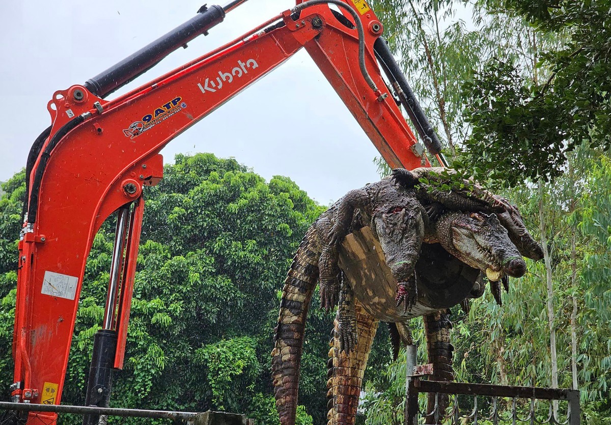 থাইল্যান্ডে ১২৫ কুমিরকে বিদ্যুতায়িত করে হত্যা