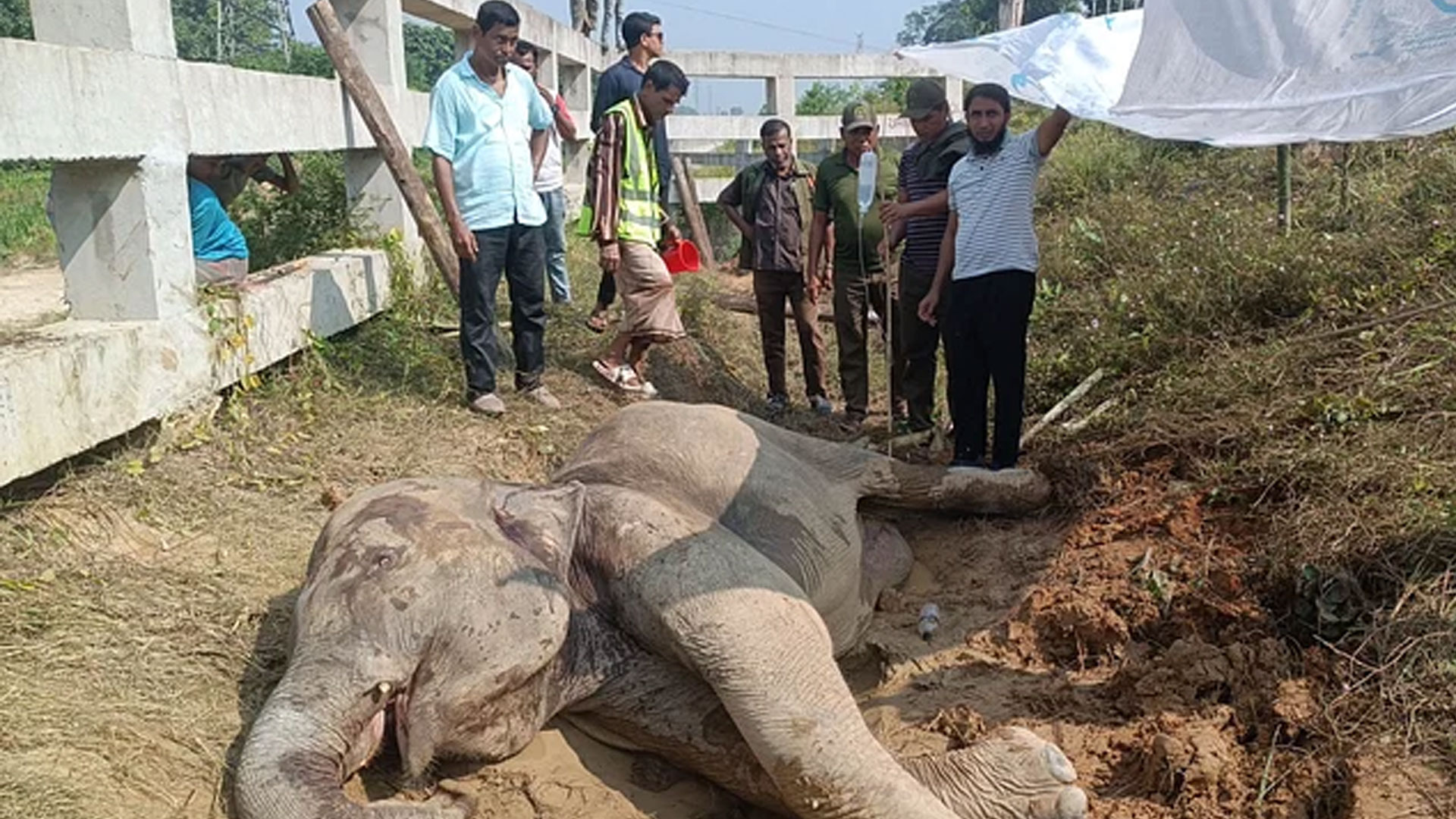 চট্টগ্রামে ট্রেনের ধাক্কায় আহত হাতিটির অবস্থা আশঙ্কাজনক