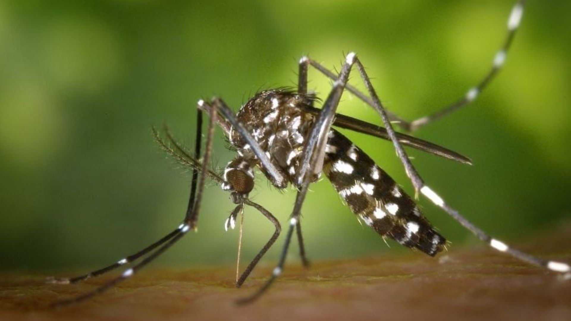 ডেঙ্গু: নীরবে শারীরিক জটিলতায় ভুগছেন নারীরা