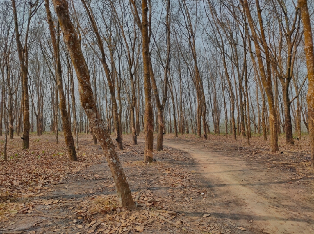 লামায় ২৫ রাবার শ্রমিককে অপহরণের অভিযোগ
