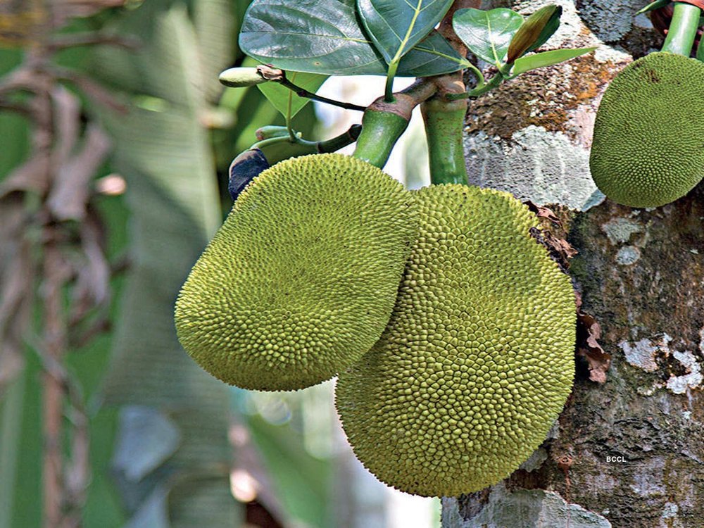 কাঁচা কাঁঠালের এই উপকারিতাগুলো জানেন কি
