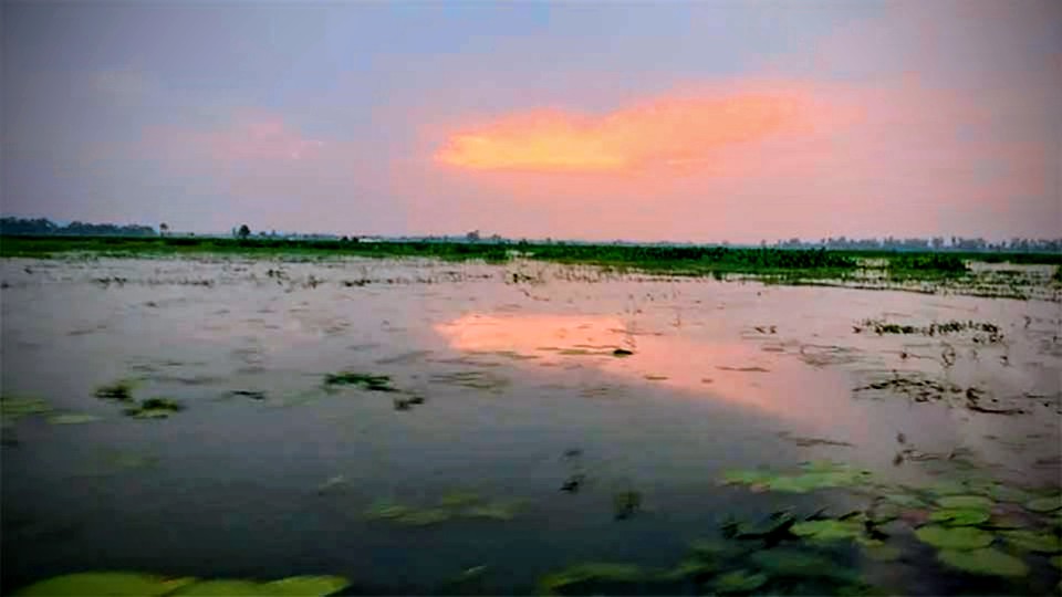 বিদ্রোহের স্মৃতি আর শরতের মায়া মিলছে যে বিলে