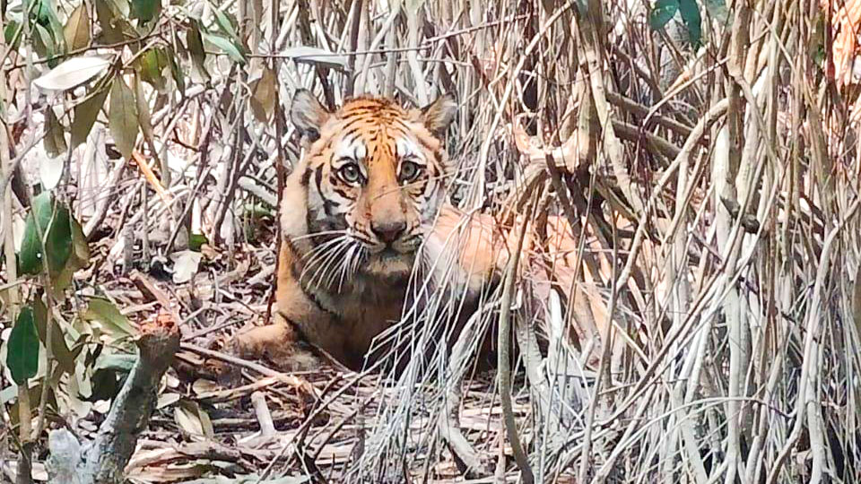 সুন্দরবনে ফাঁদ থেকে উদ্ধার সেই বাঘিনীর অবস্থা সংকটাপন্ন
