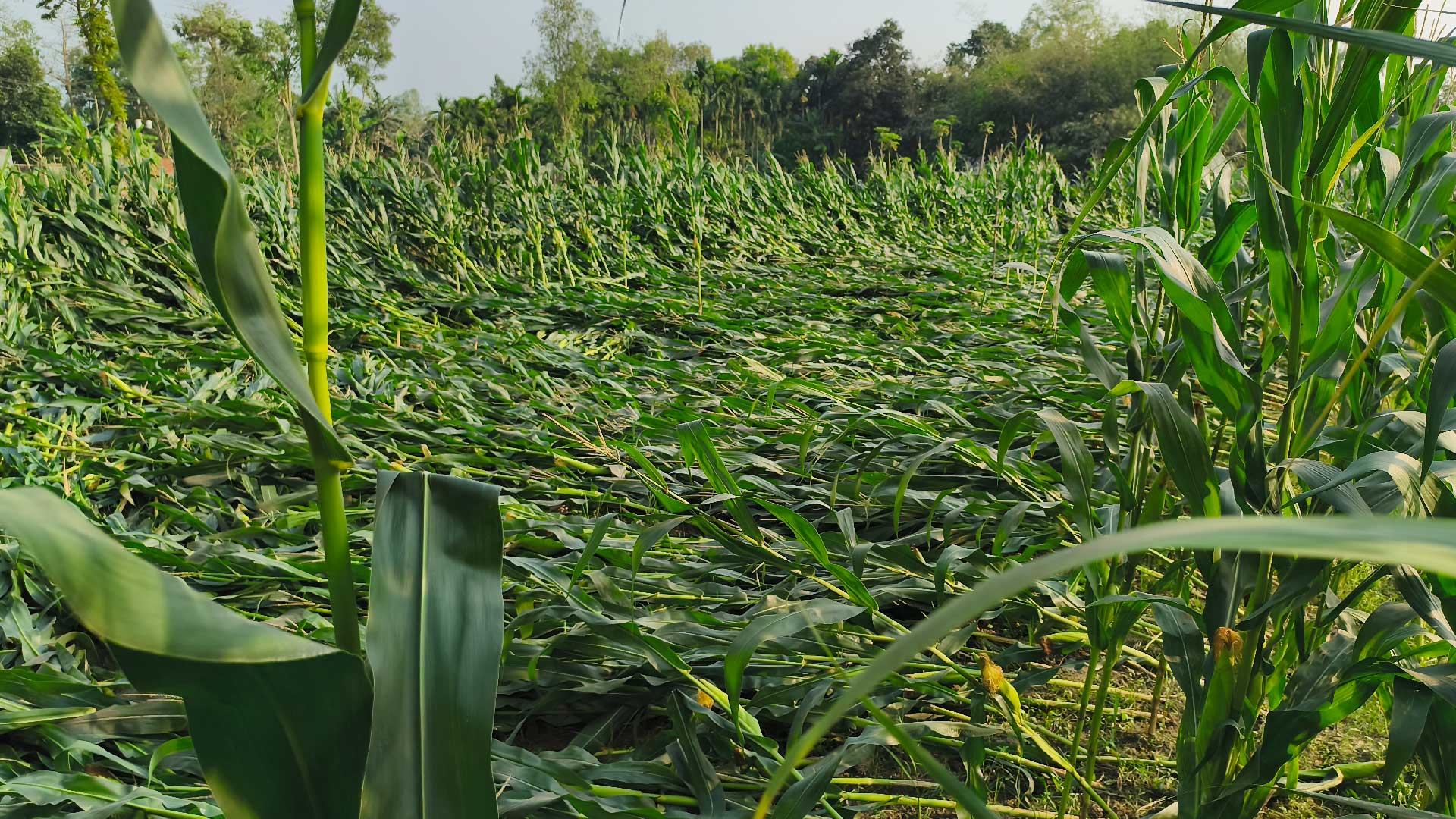ভুট্টা
