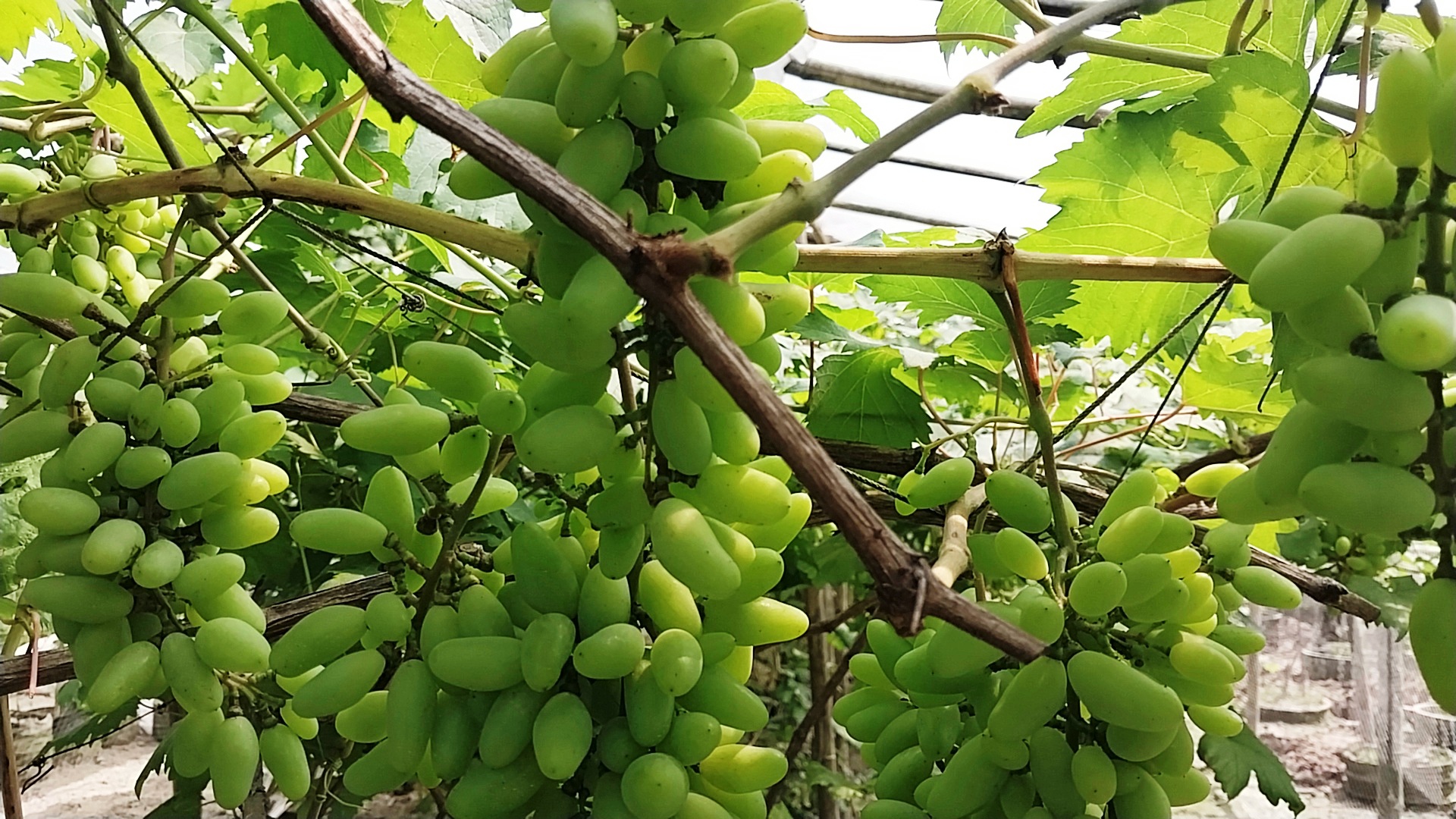 আঙুর
