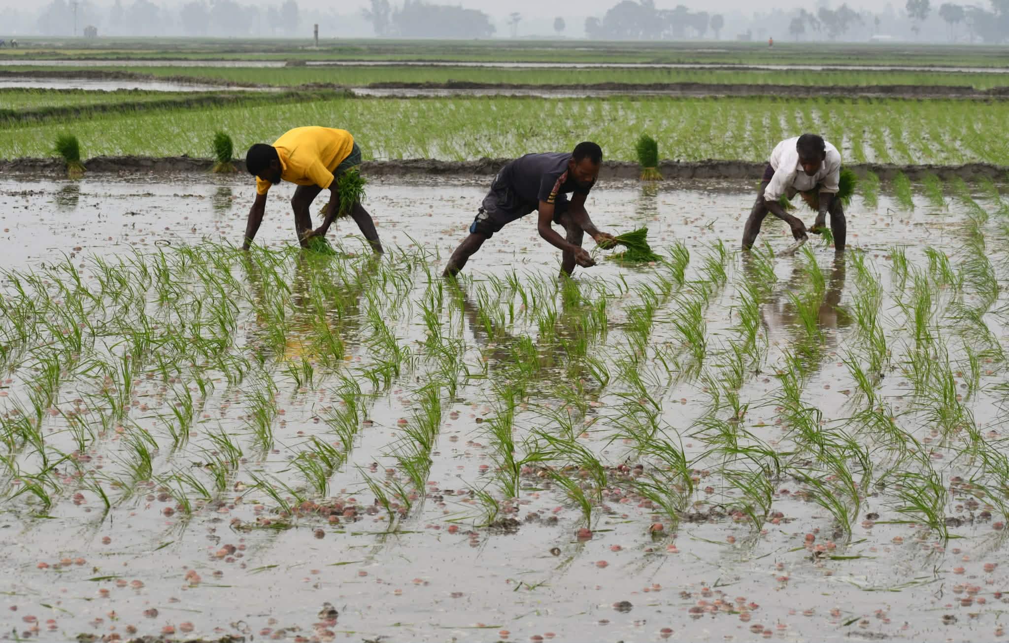 বগুড়া