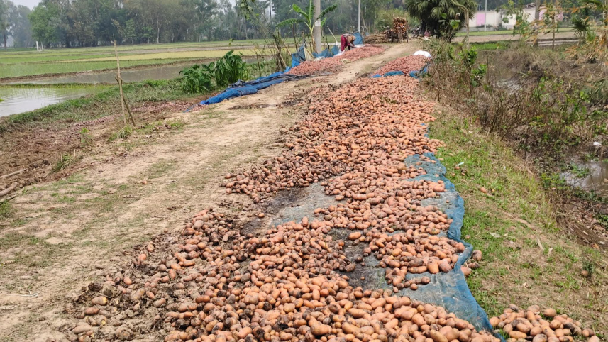 potato 