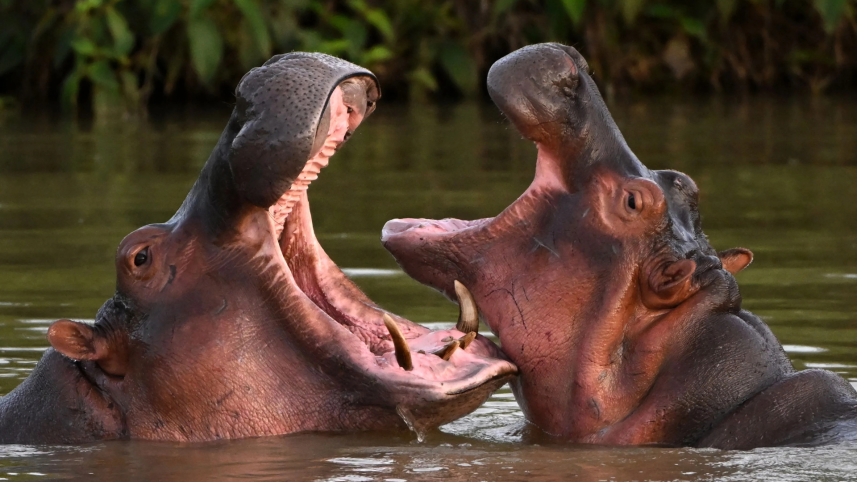 COLOMBIAS HIPPO