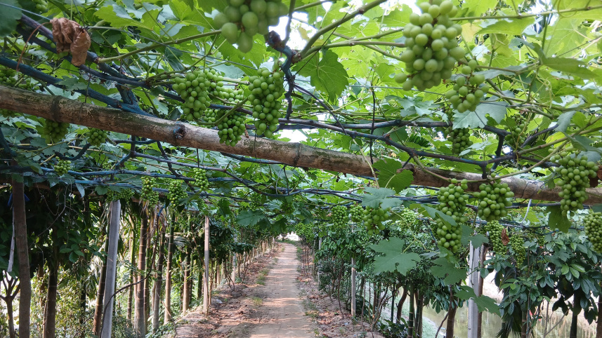 grape