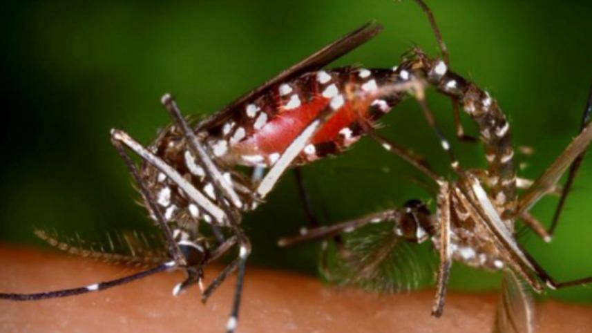 Aedes