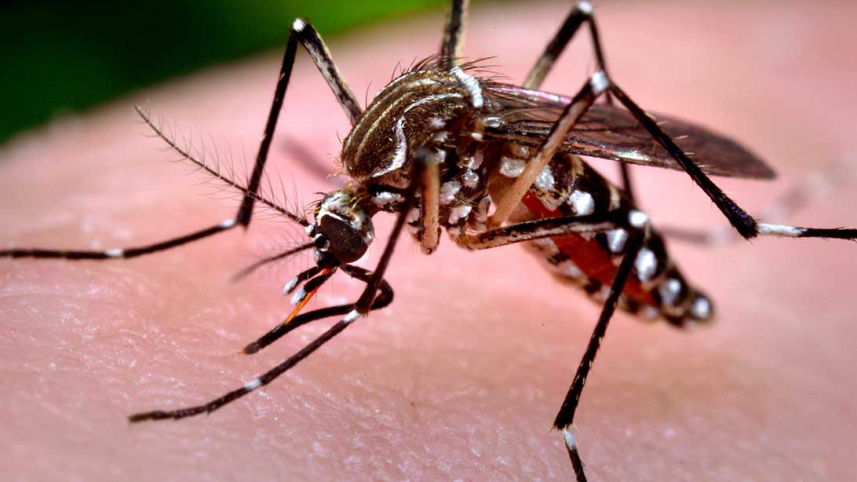 Aedes_aegypti.jpg