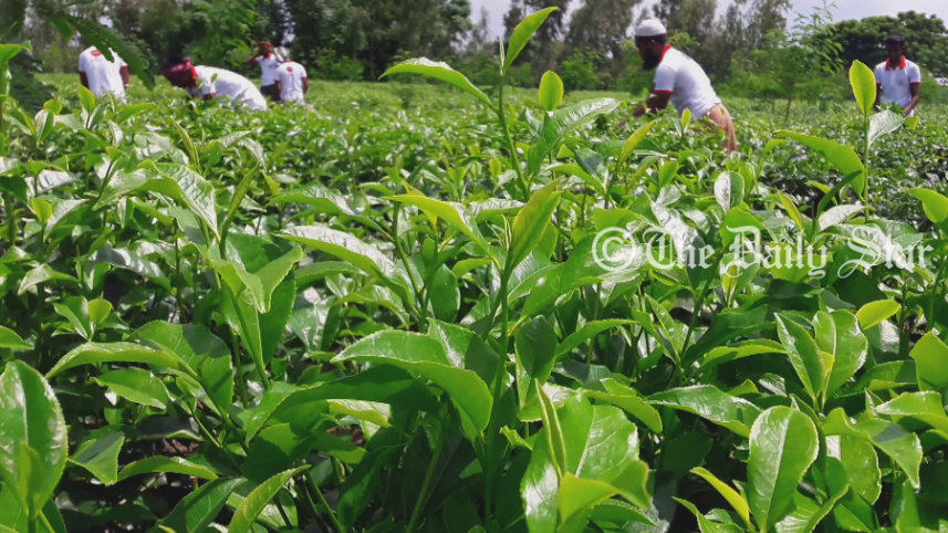 চা.jpg