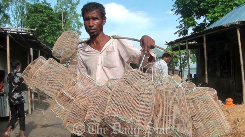 চাঁই.jpg