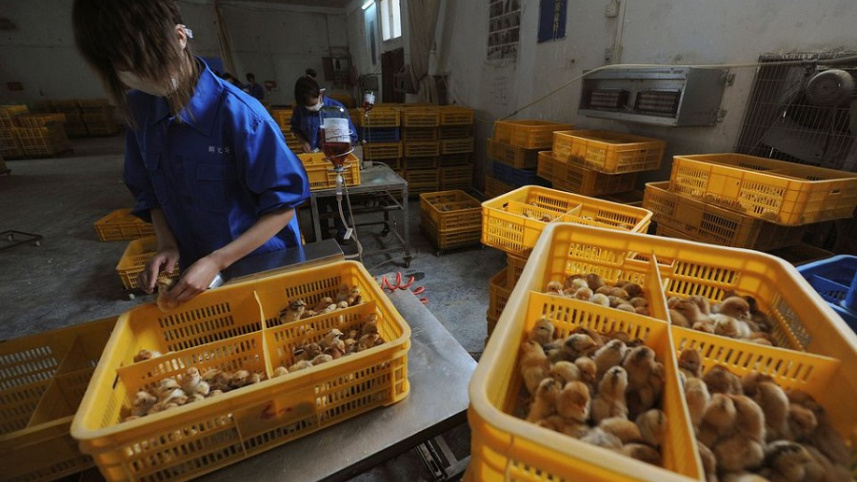 china bird flue.jpg