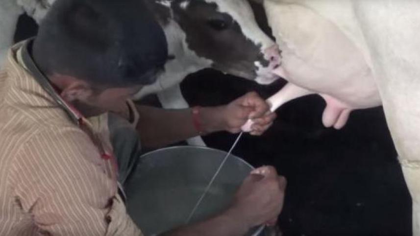 cow-milk-star_1.jpg