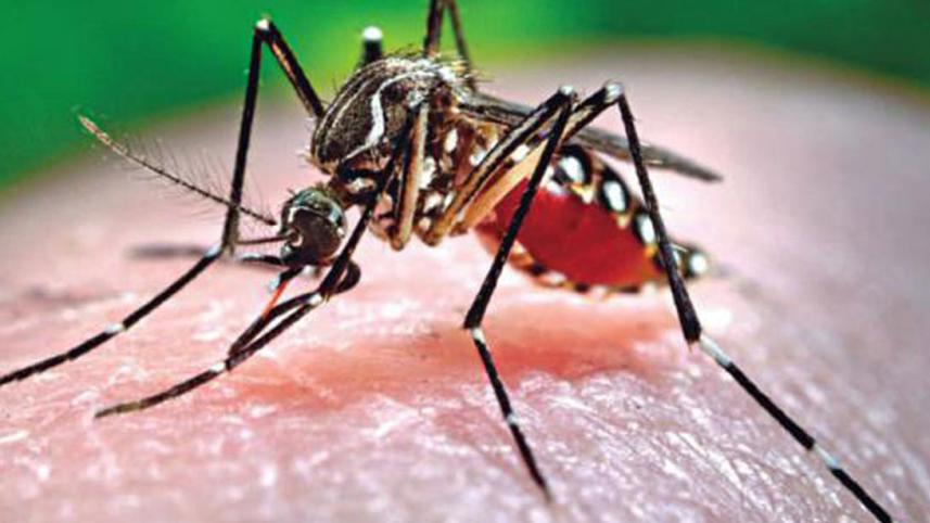 dengue