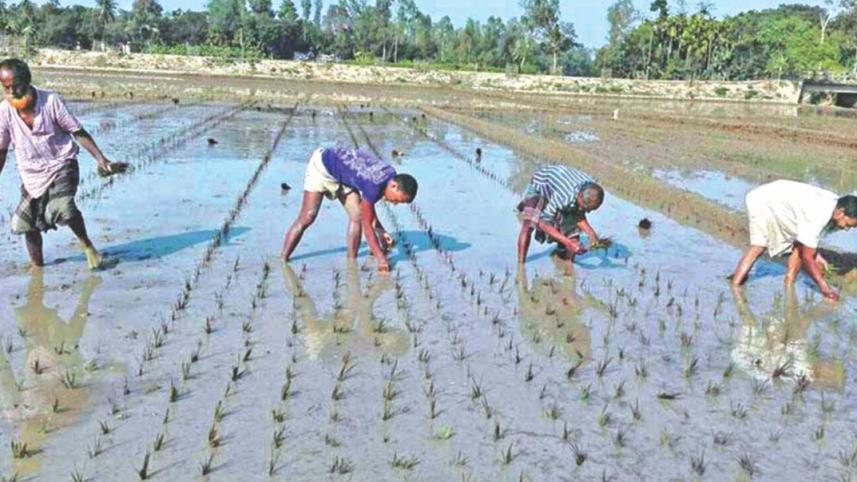 Farmers