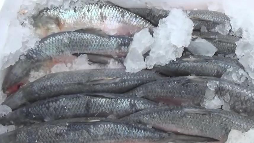 ilish 1.jpg