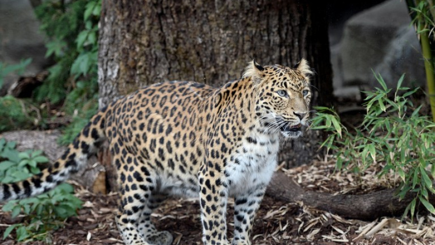 leopard.jpg