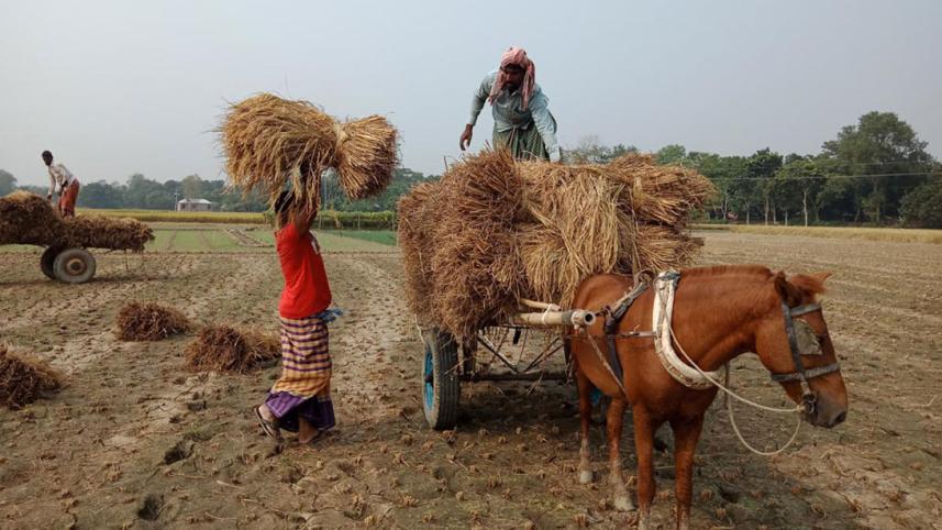 Pabna_Koladi_Aman_29Nov20.jpg