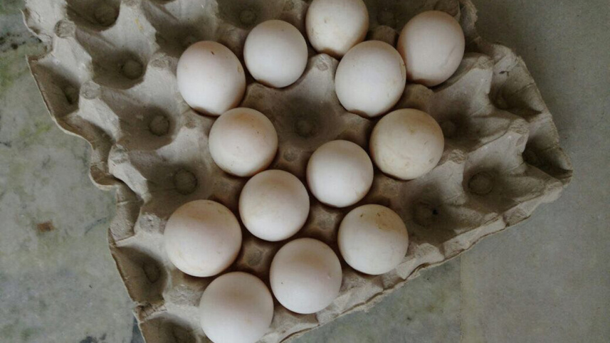 Plastic-egg