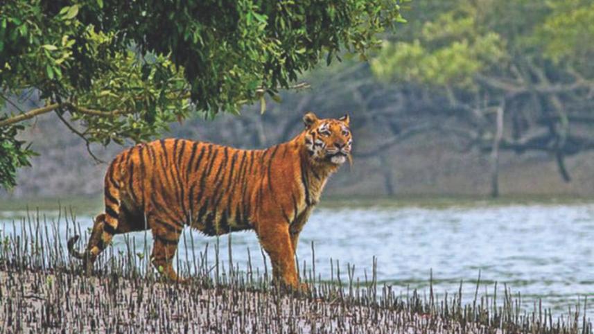 royal_bengal_tiger.jpg