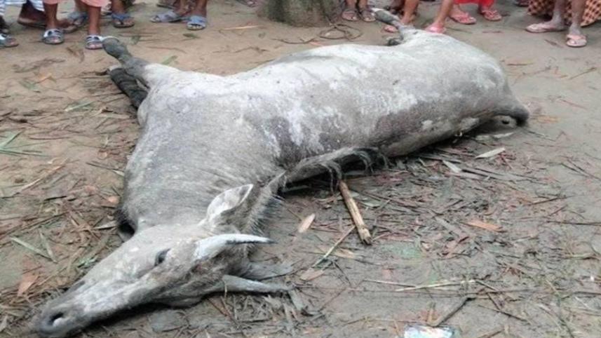 neelgai.jpg