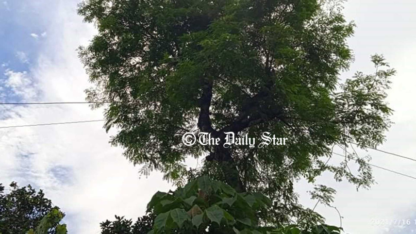 electricity-lines-of-trees_ds.jpg