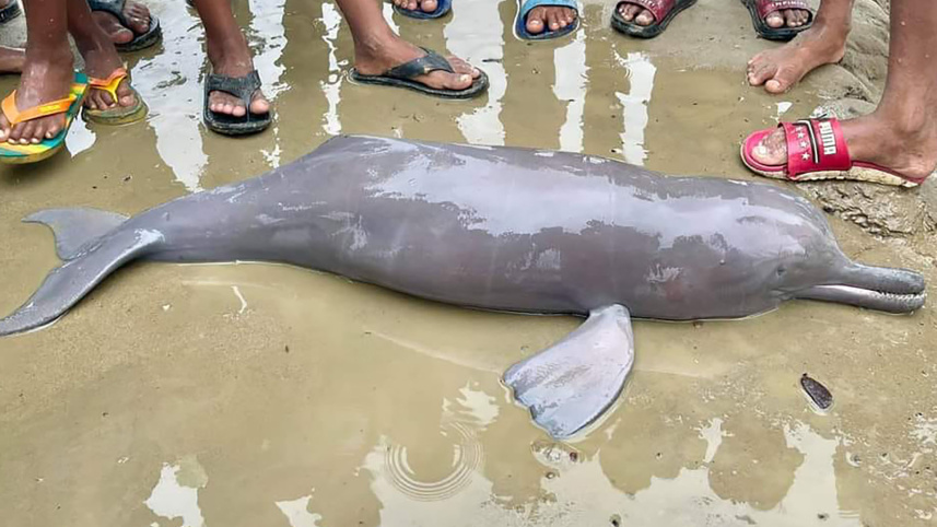 dolphin.jpg