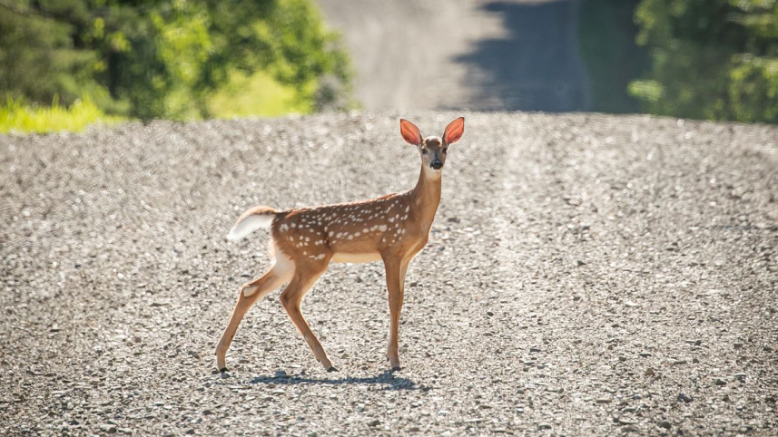 deer.jpg