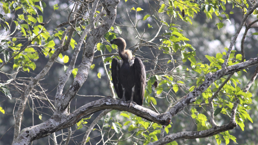 international_vulture_awareness_day_photos_2.jpg