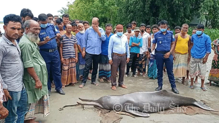 dolphine.gif