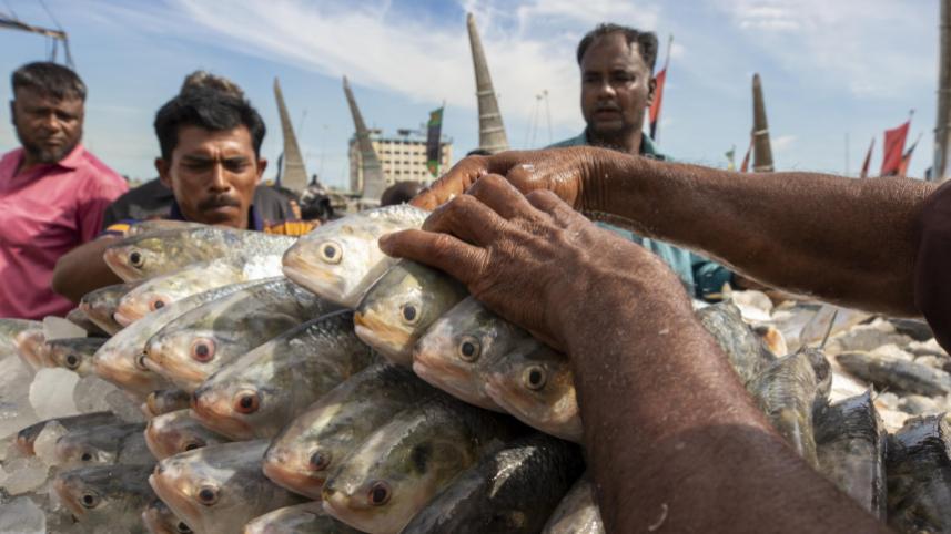 ilish_5_1.jpg