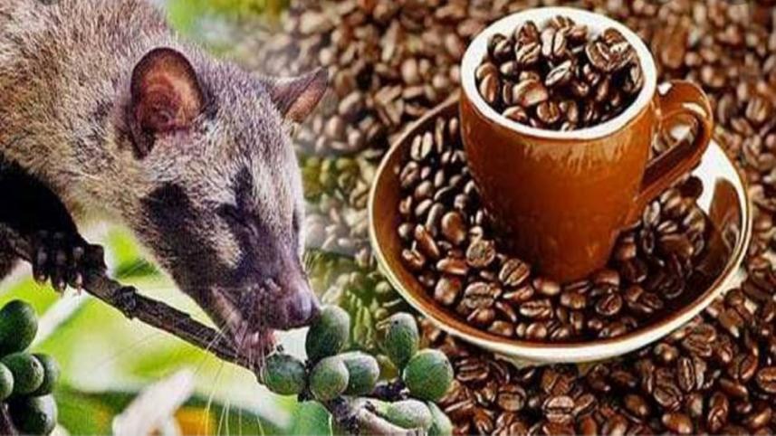 luwak.jpg