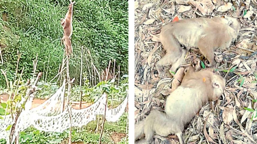 wildlife-culling.jpg