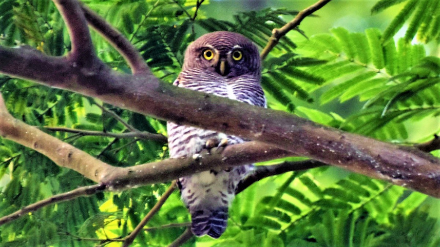 owlet_.jpg