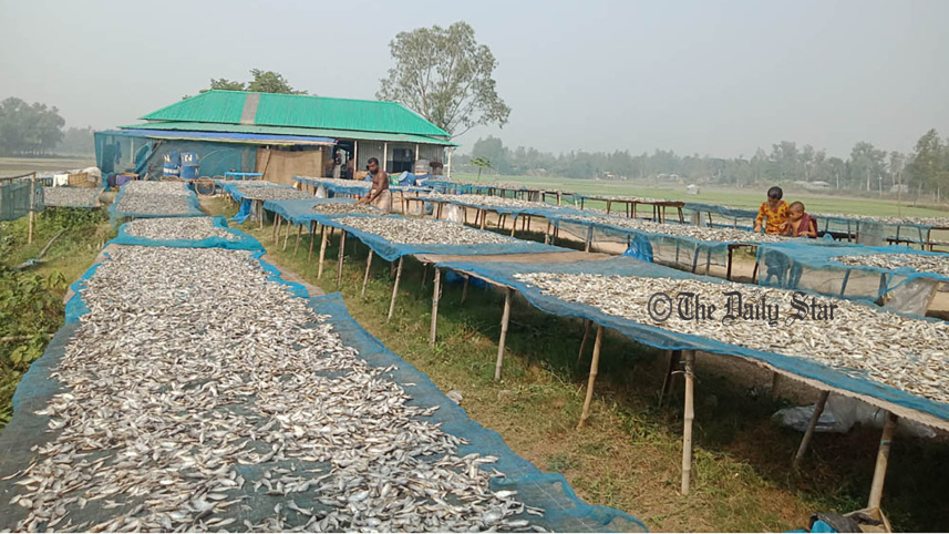 pabna_photo_1.jpg