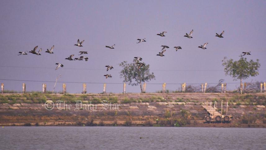 pakhi3.jpg
