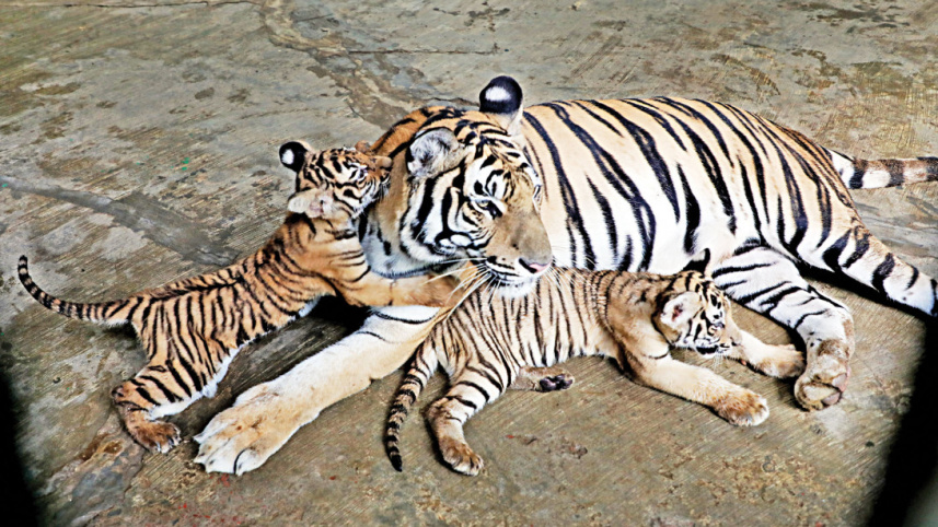 dhaka-zoo-3.jpg