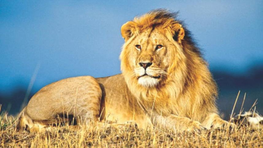 lions-face-extinction.jpg