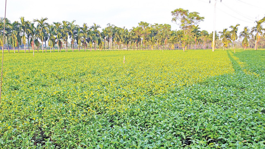 tea_garden.jpg