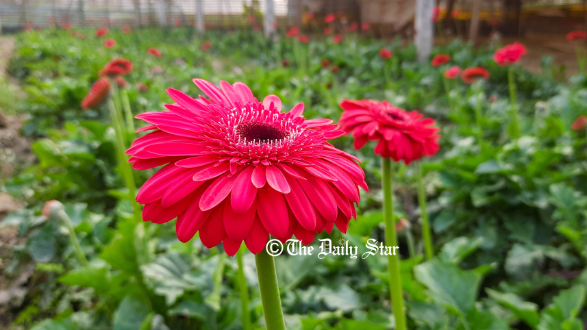 godkhali_flower-4.jpg
