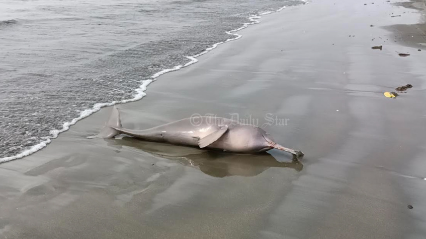 dolphin.jpg